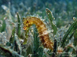 Thorny golden seahorse by Laura Dinraths 